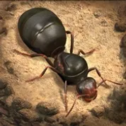 REKATOPUP The Ants